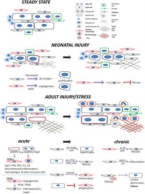 Three in a Box: Understanding Cardiomyocyte, Fibroblast, and Innate Immune Cell Interactions to Orchestrate Cardiac Repair Processes